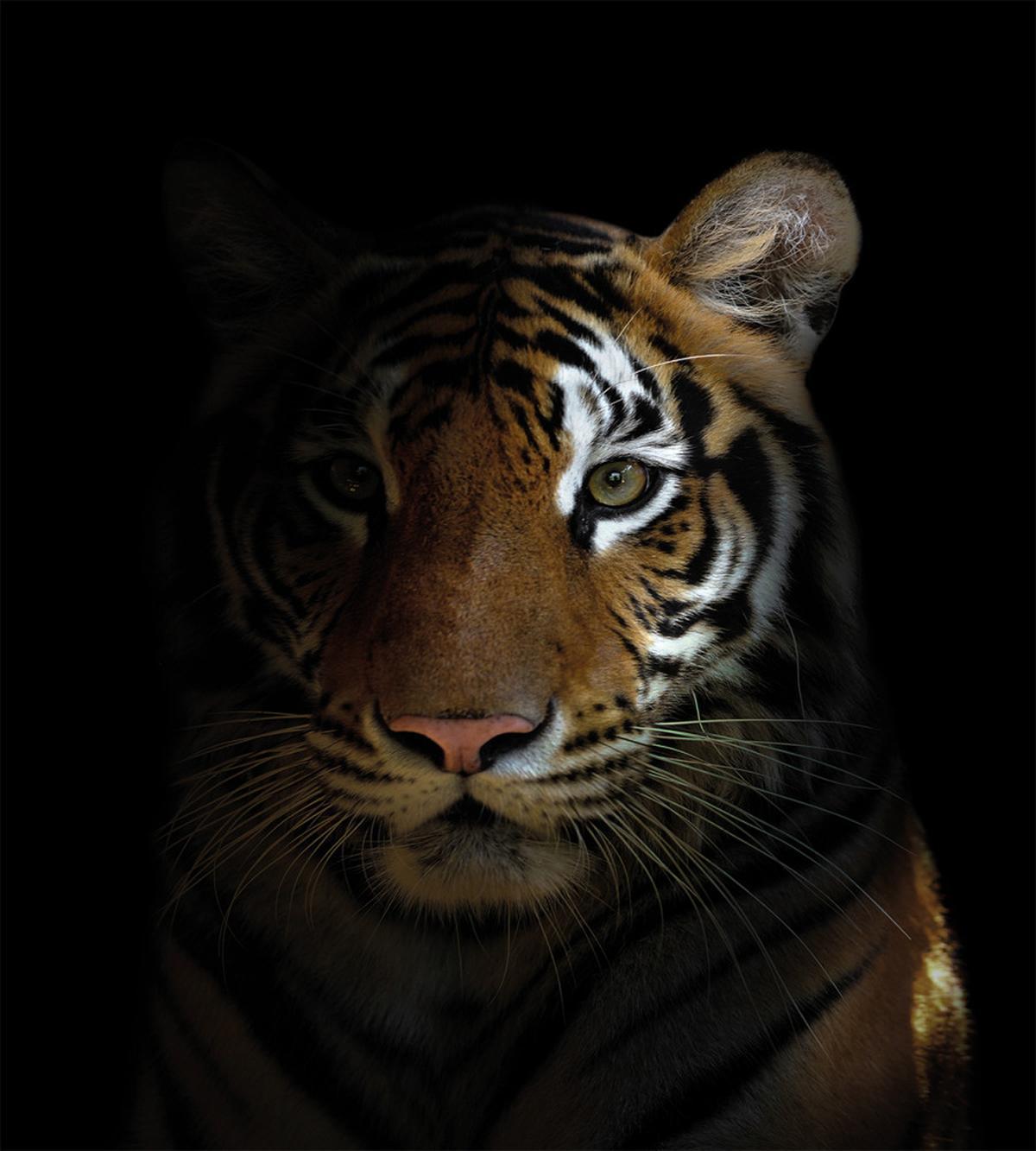 King of Sundarbans — Pattern