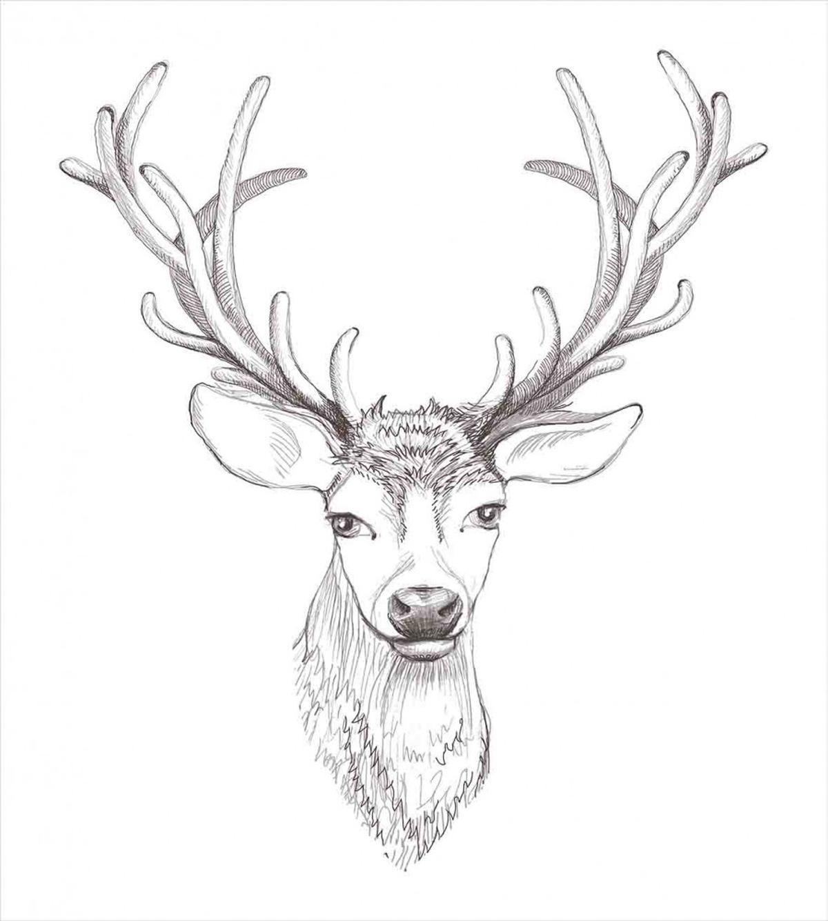 Sketch of Deer Head — Pattern