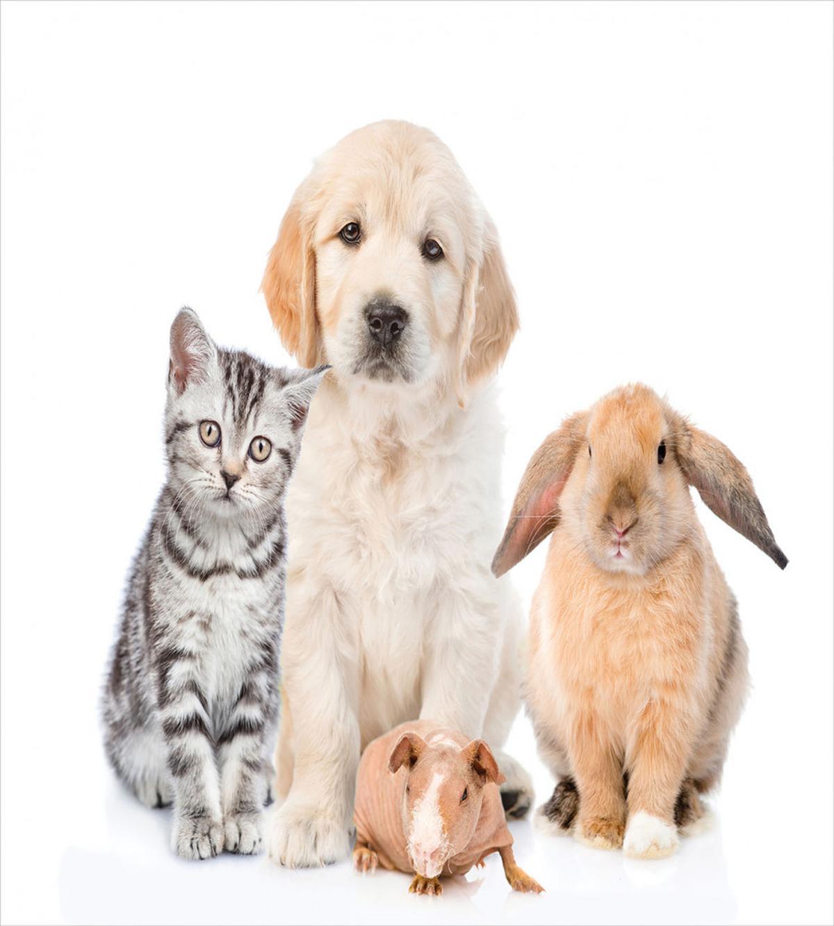 Bunny Piglet Staring — Pattern