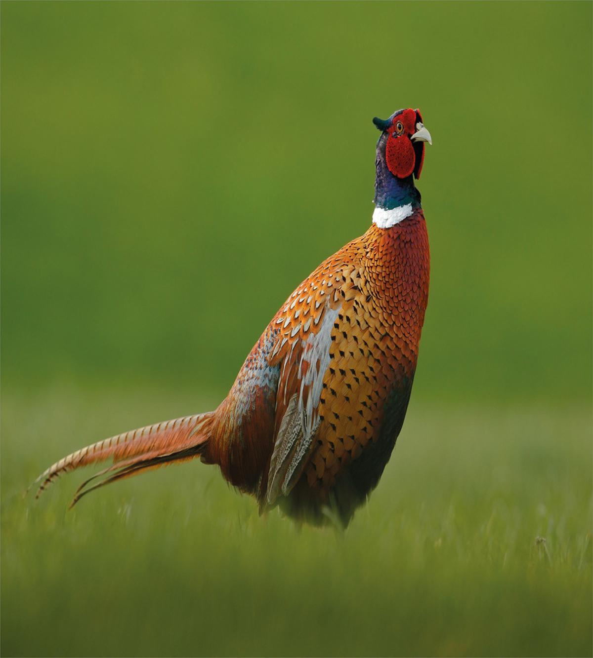 Pheasant Long Tail Meadow — Pattern