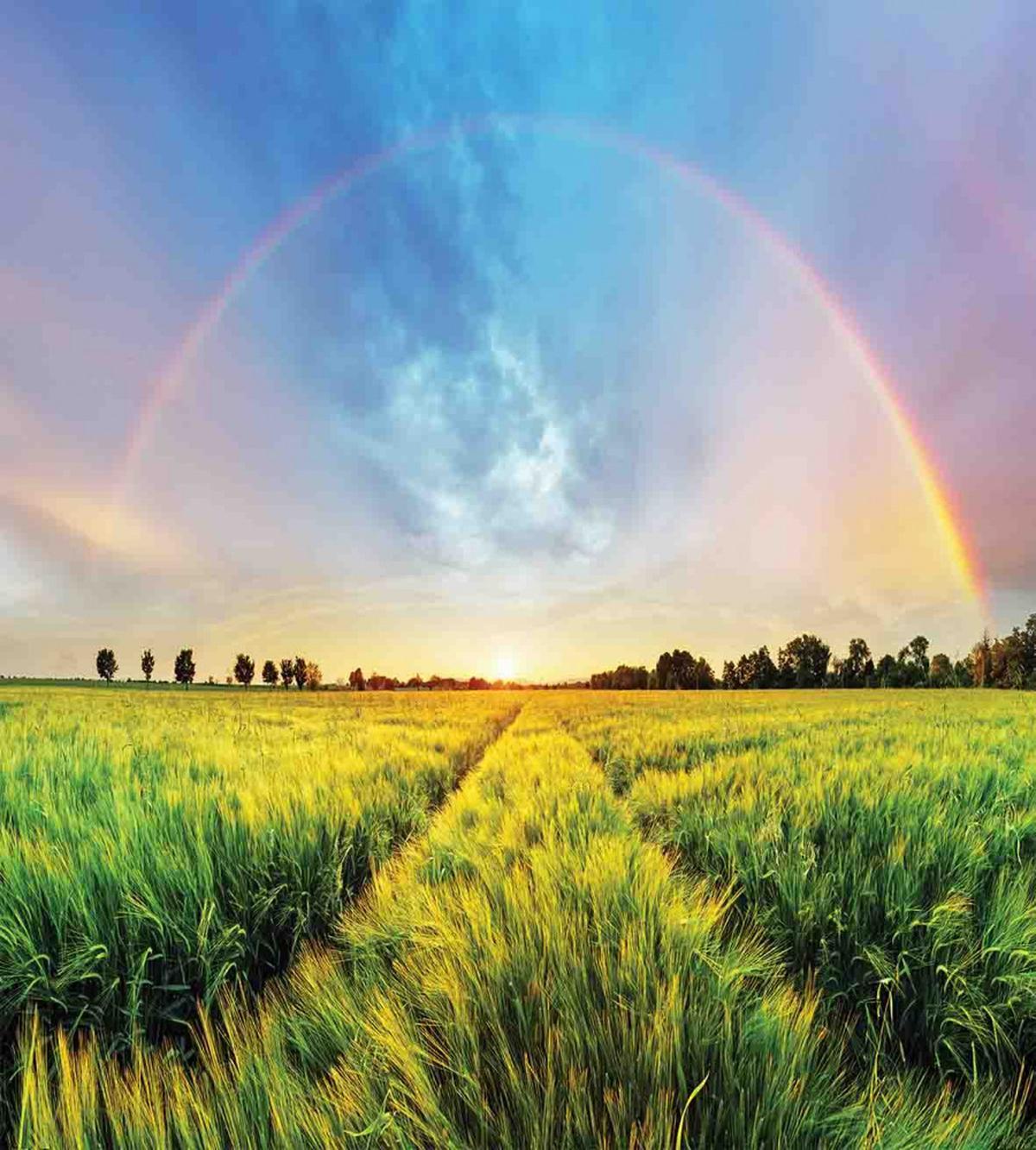 Wheat Field Nature — Pattern