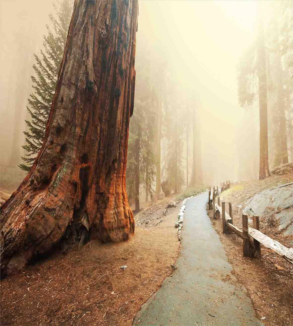 Foggy Forest Woods — Pattern