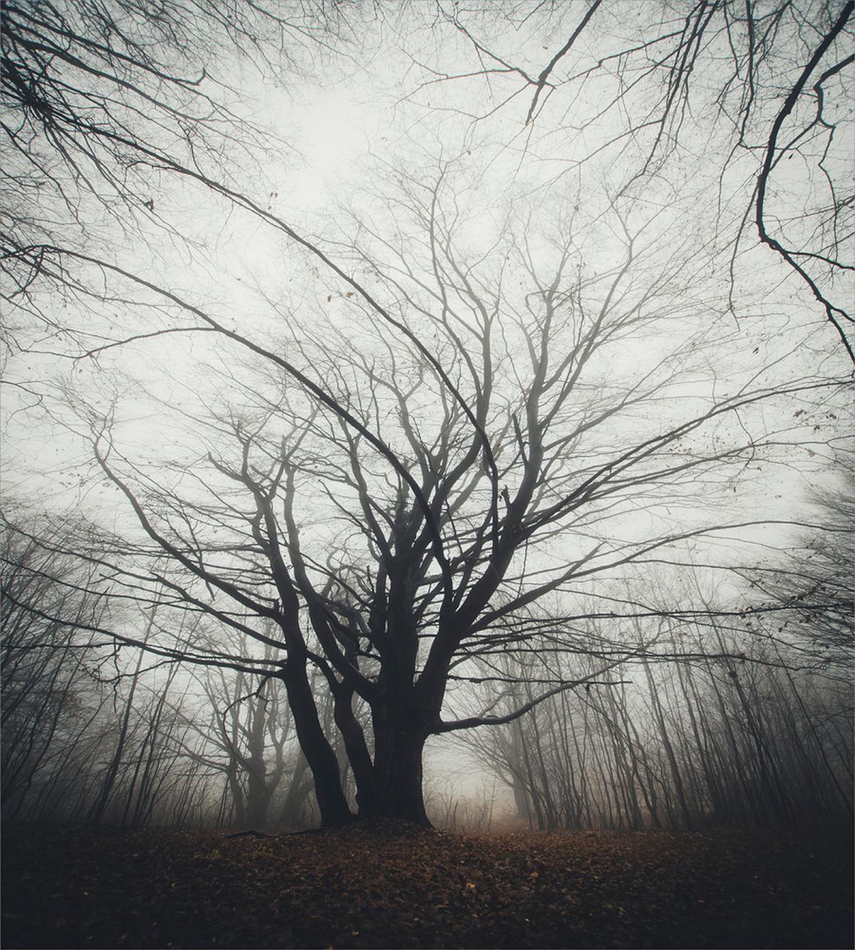 Autumn Tree in Fog Dark — Pattern