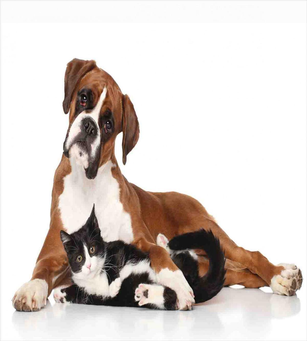 Cat Dog Friends Portrait — Pattern