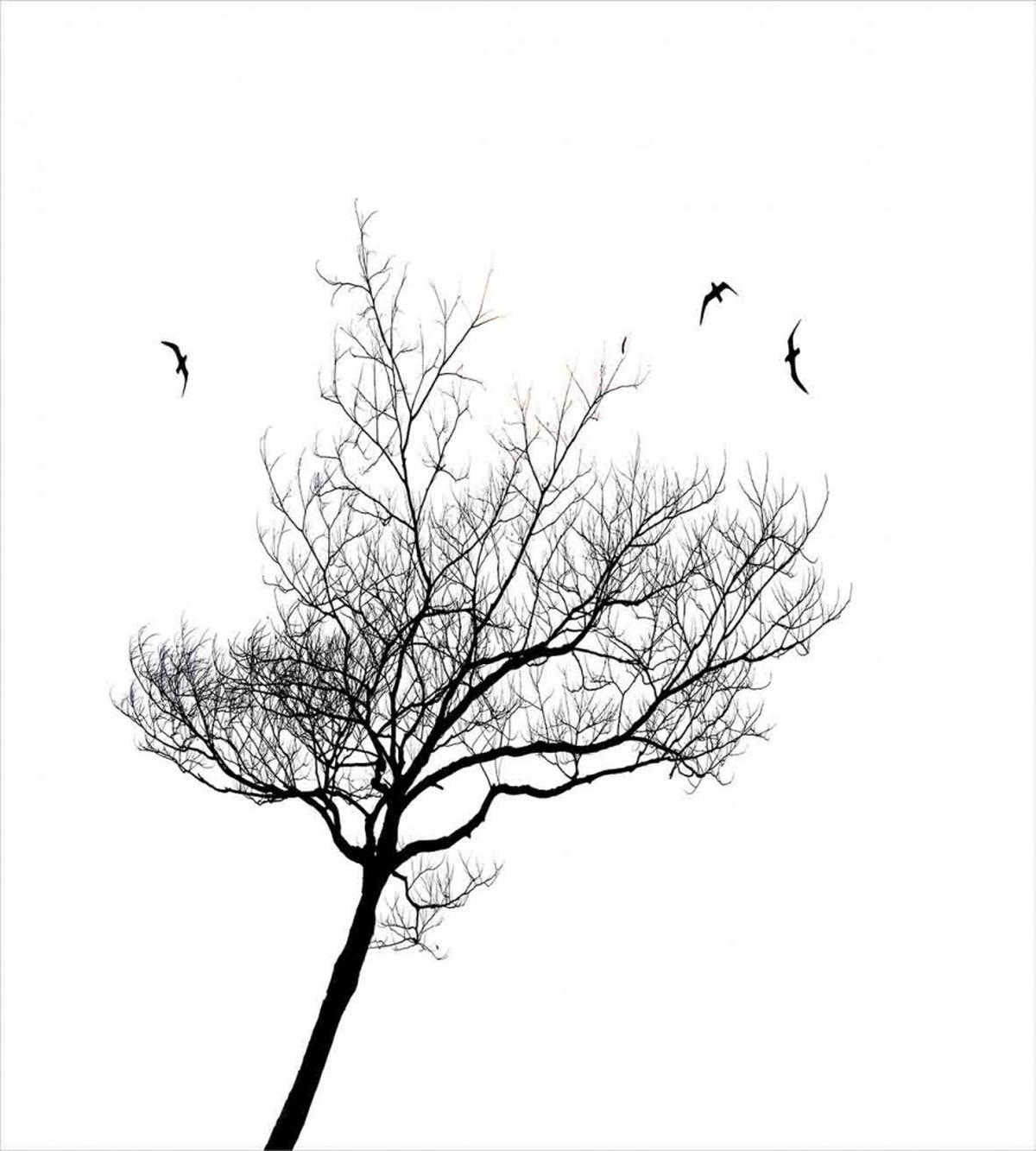 Tree Flying Birds — Pattern