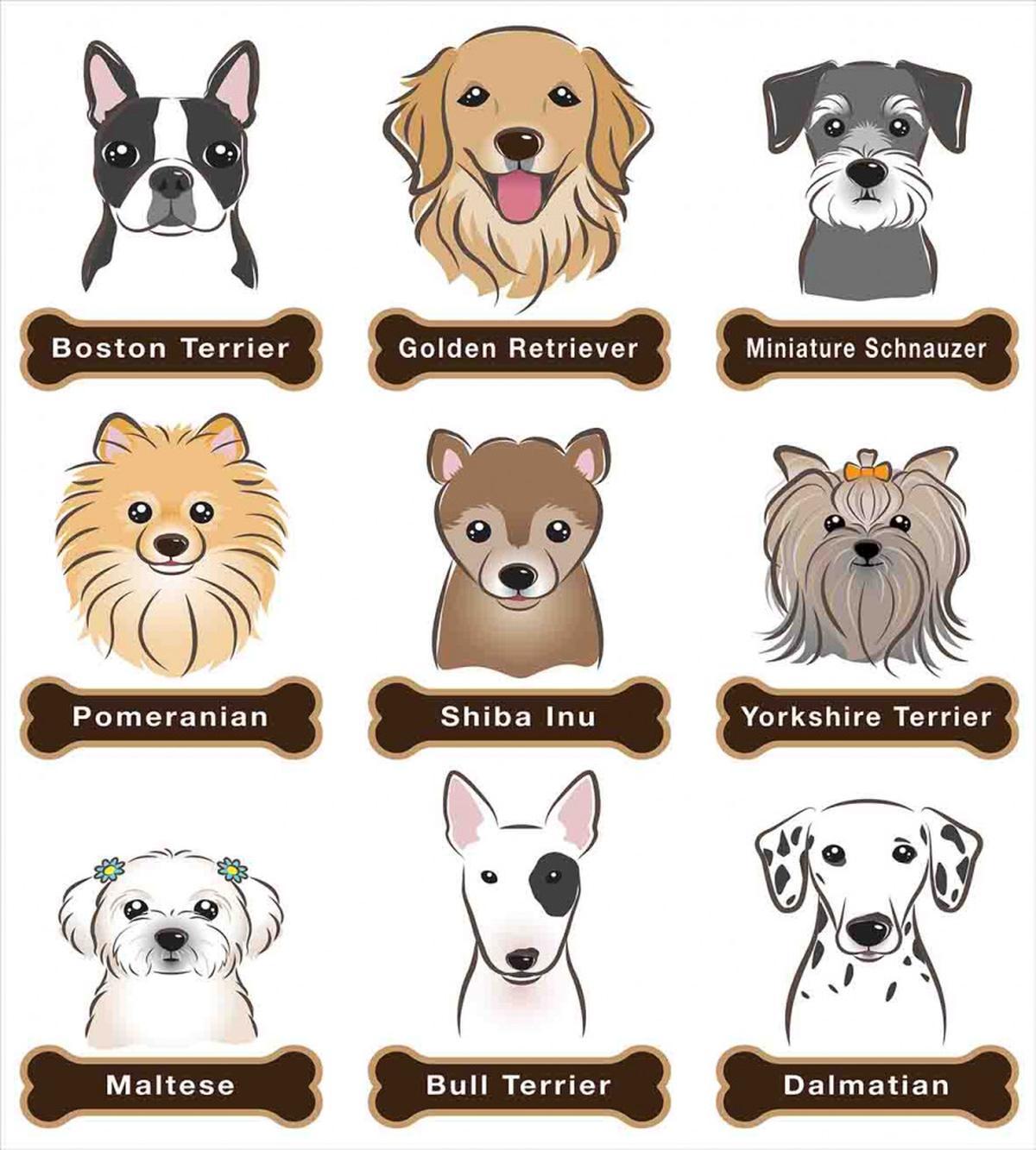 Boston Terrier Dogs — Pattern
