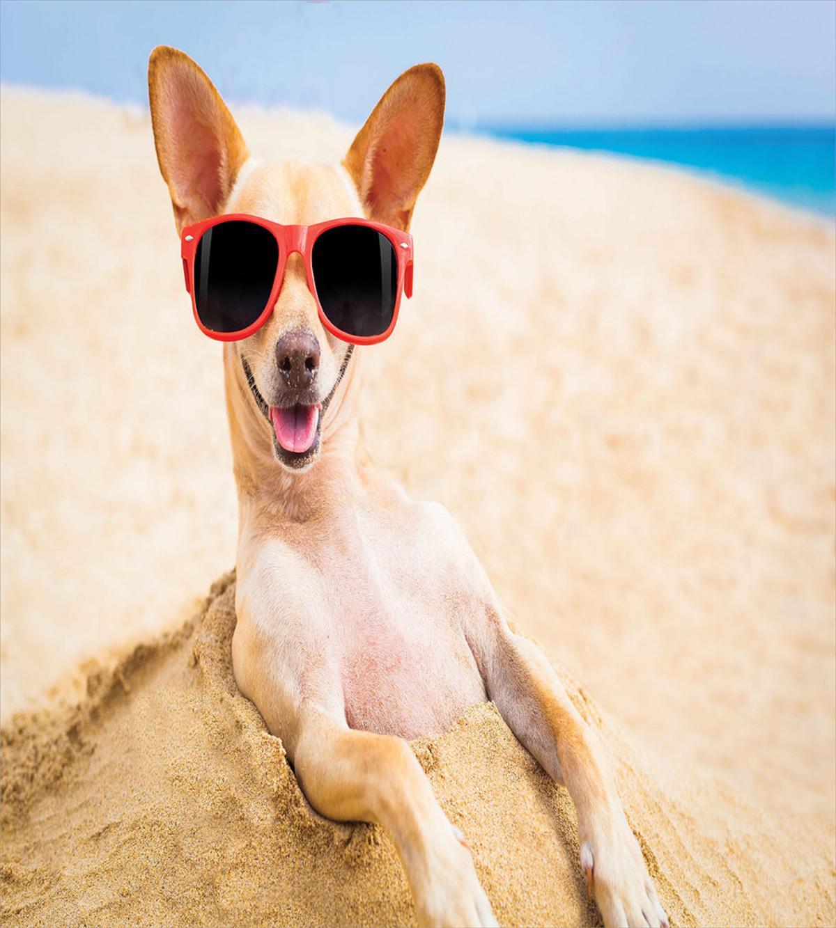 Cool Dog at Sandy Beach — Pattern