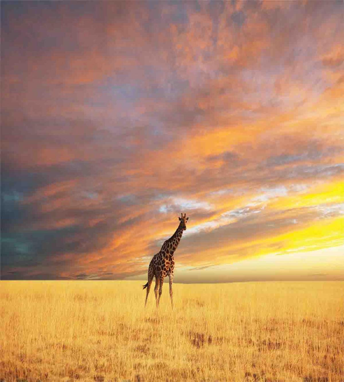 Wildlife — Pattern