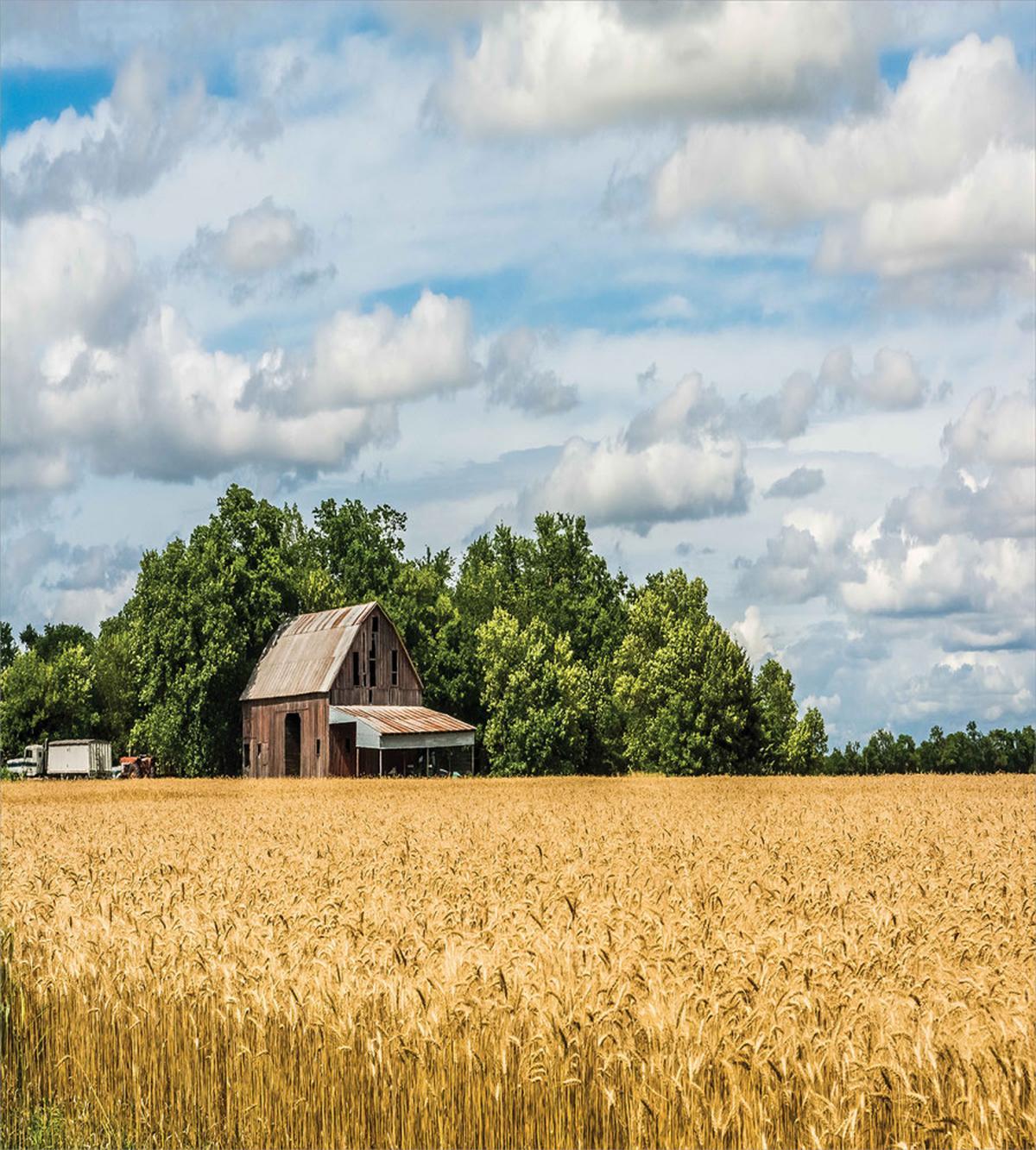 Cottage in a Wheat Field — Pattern