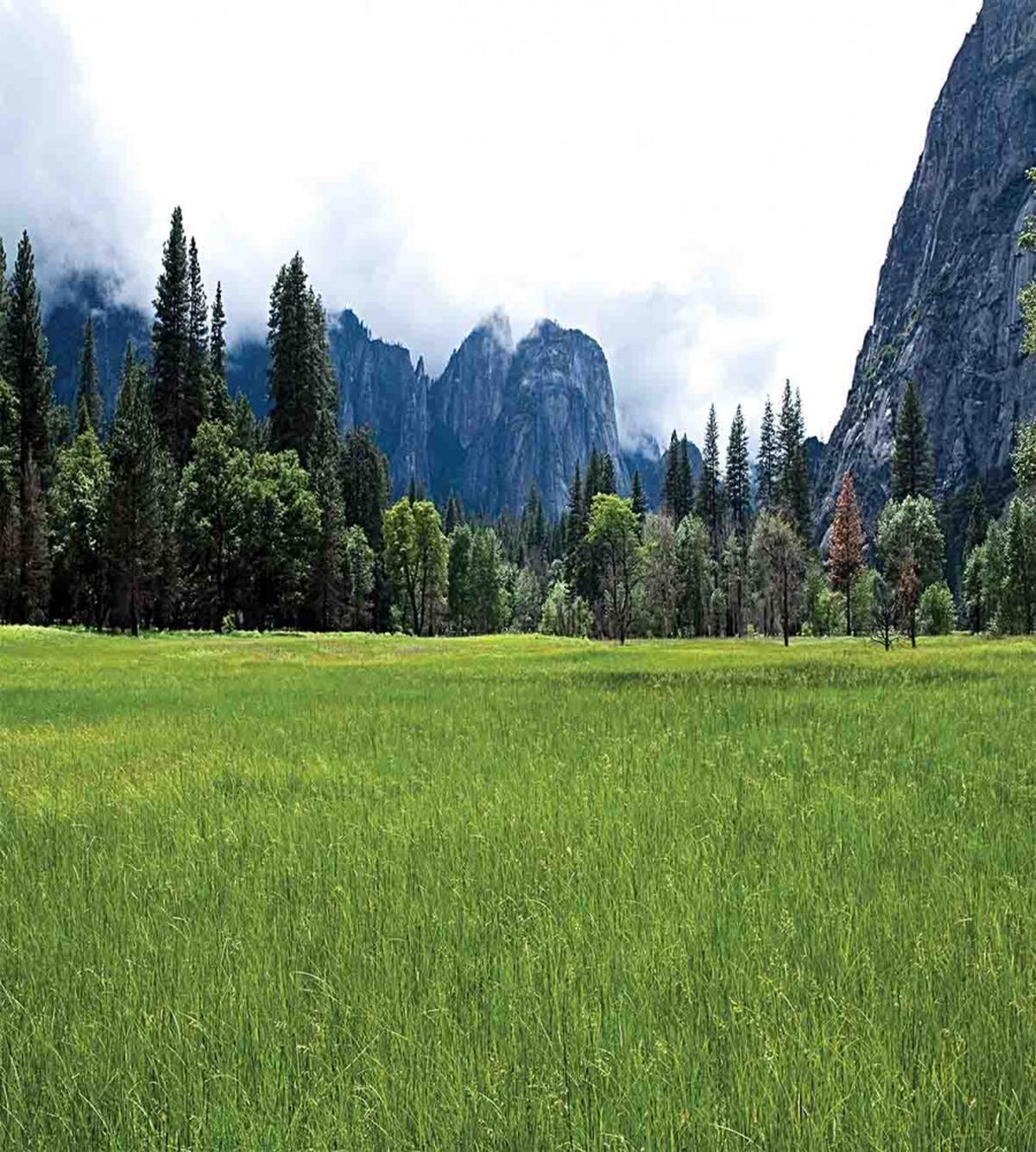 Green Meadow Scenery — Pattern