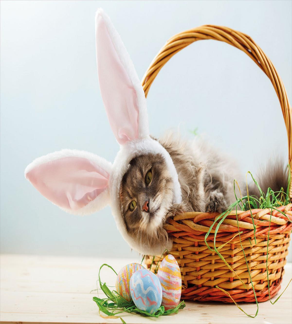 Cat as Easter Rabbit — Pattern