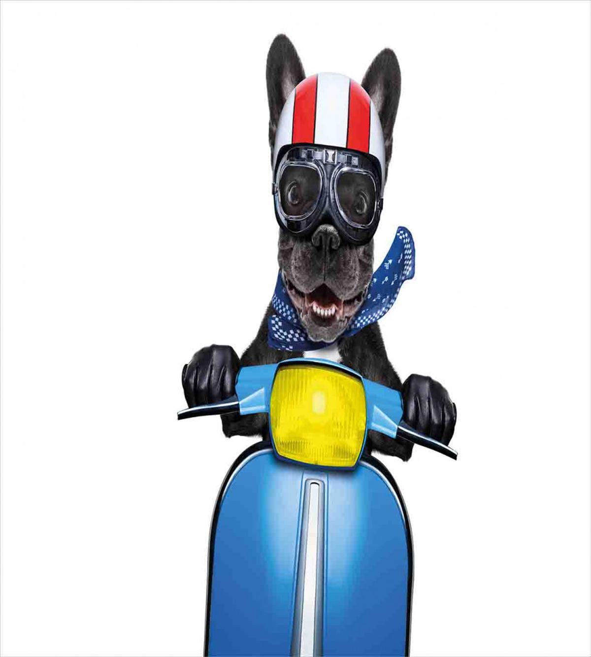 Bulldog on a Scooter — Pattern