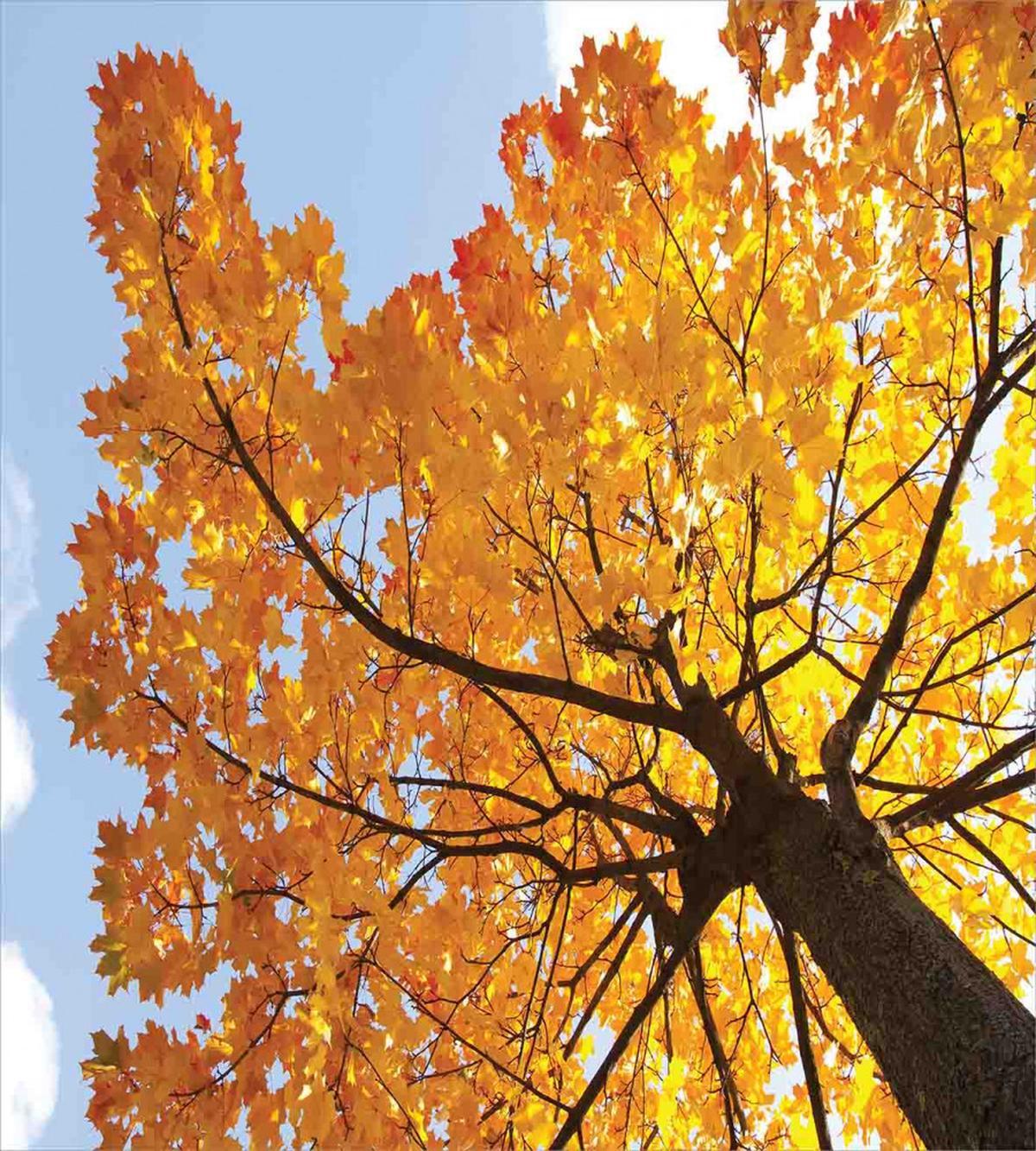 Maple Leaves Fall Autumn — Pattern