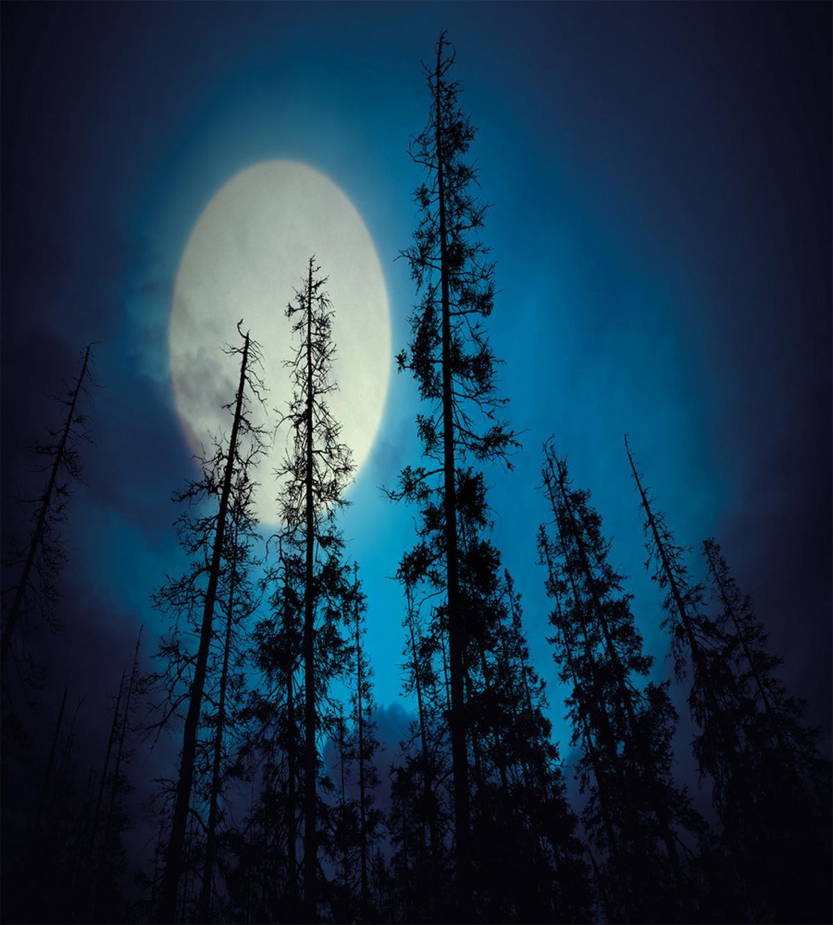 Spooky Forest Moon — Pattern