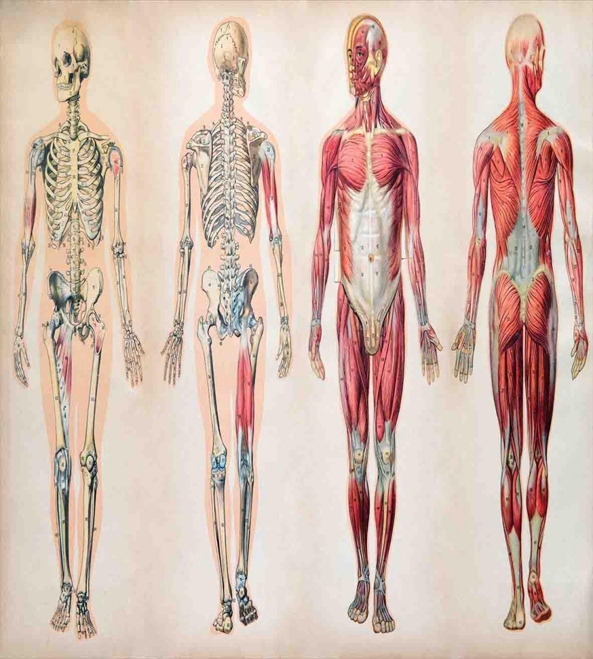 Anatomy Human Body — Pattern