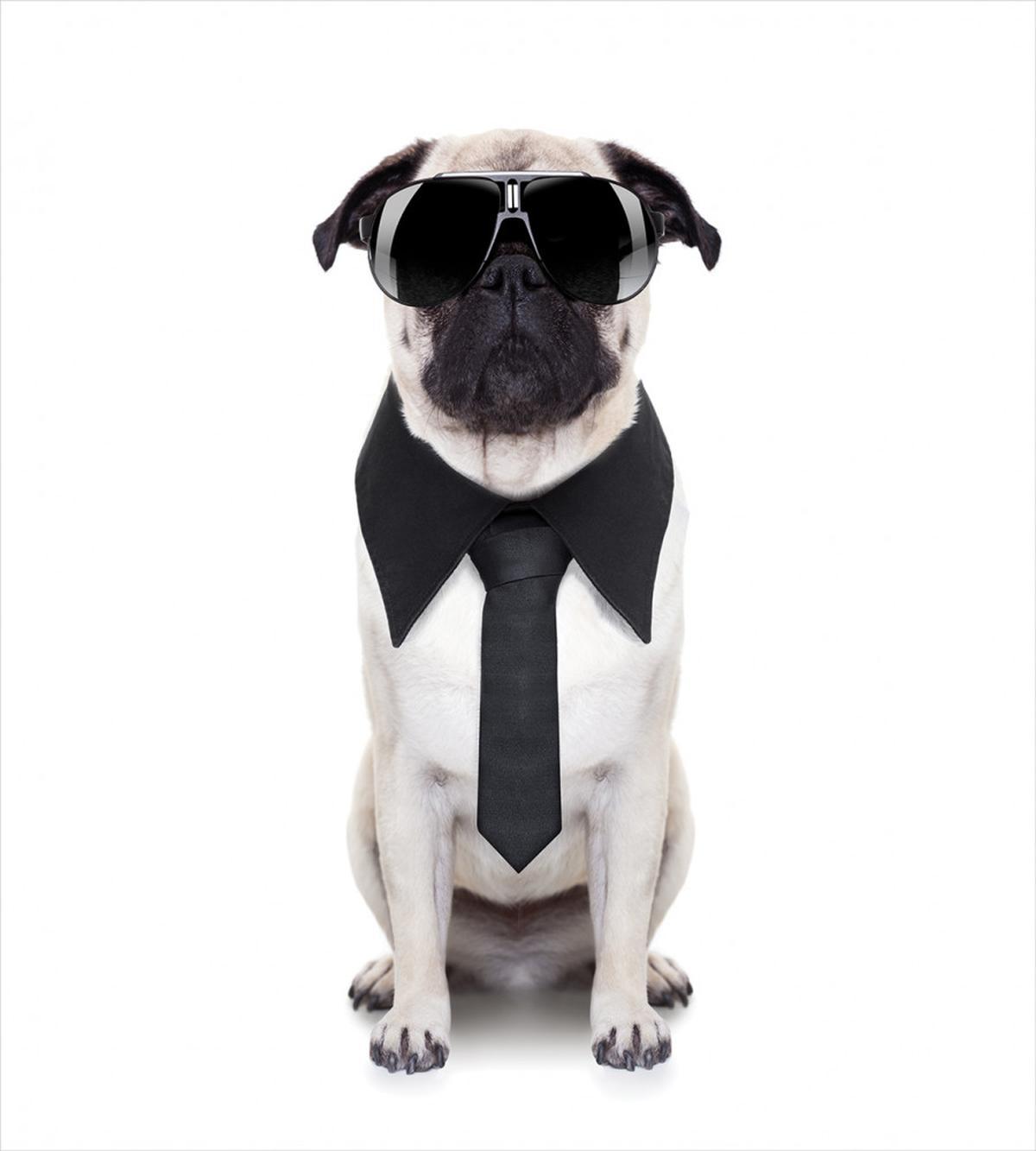Cool Dog with Tie Glasses — Pattern