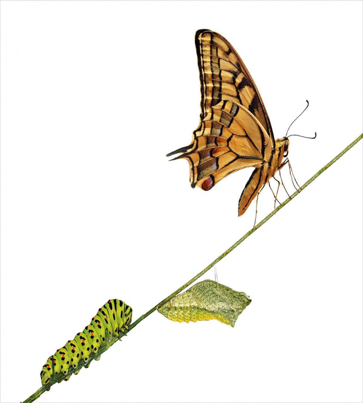 Life's Stages — Pattern