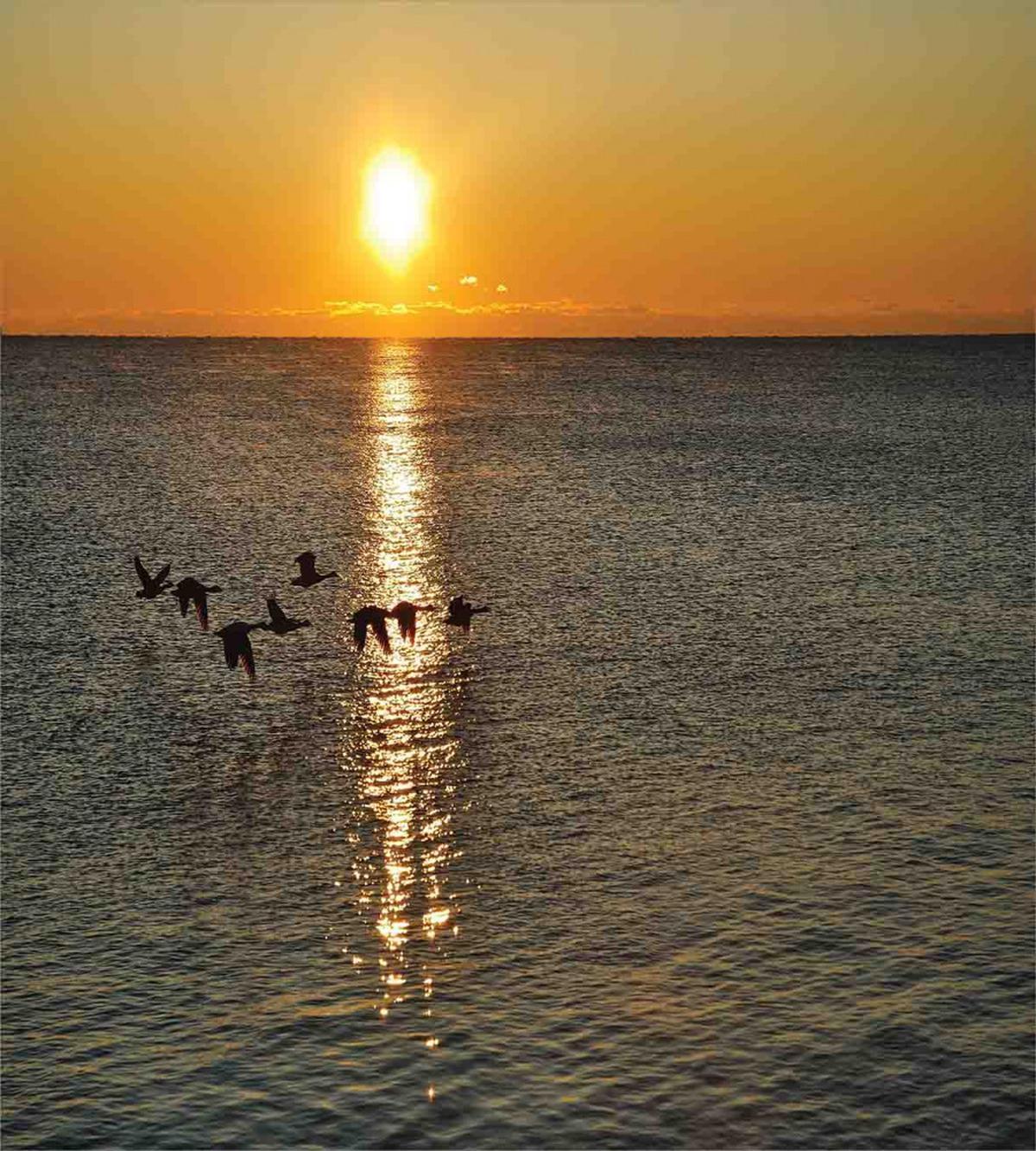 Geese Flying over Lake — Pattern