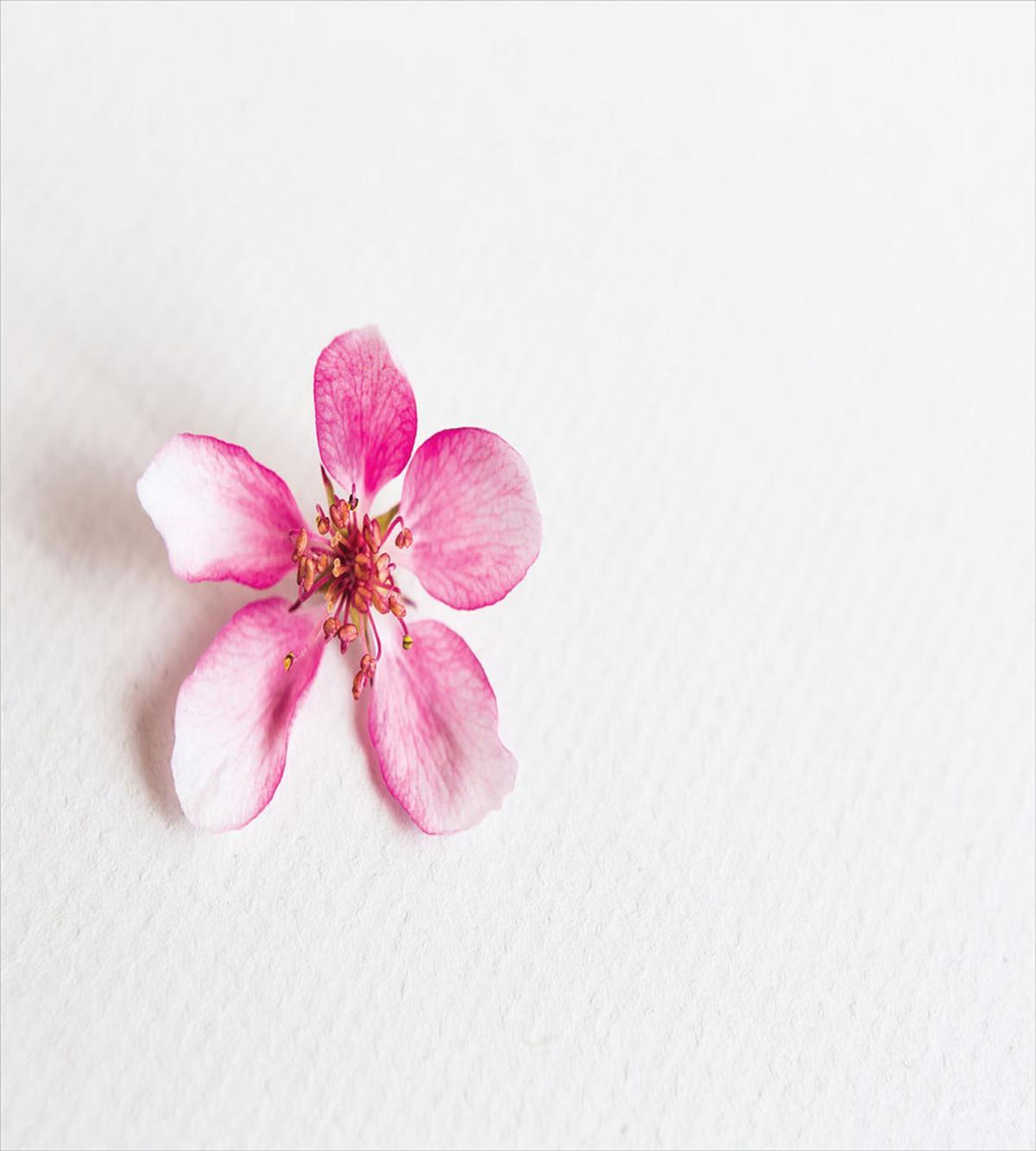Japanese Foliage — Pattern