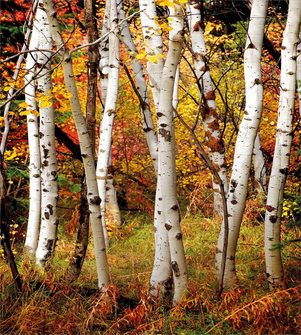 White Birch Trees Serenity — Pattern