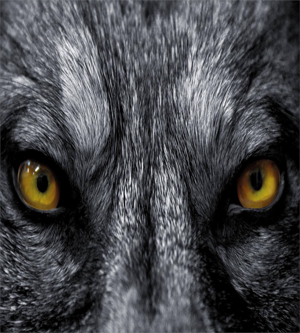 Wild Wolf Dangerous Mammal — Pattern