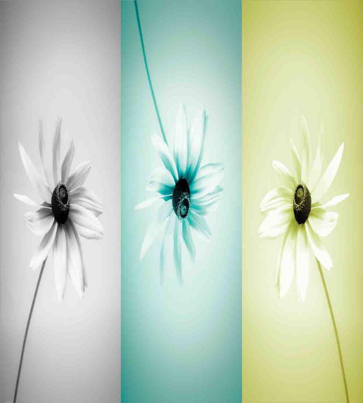 Different Daisy Flower — Pattern
