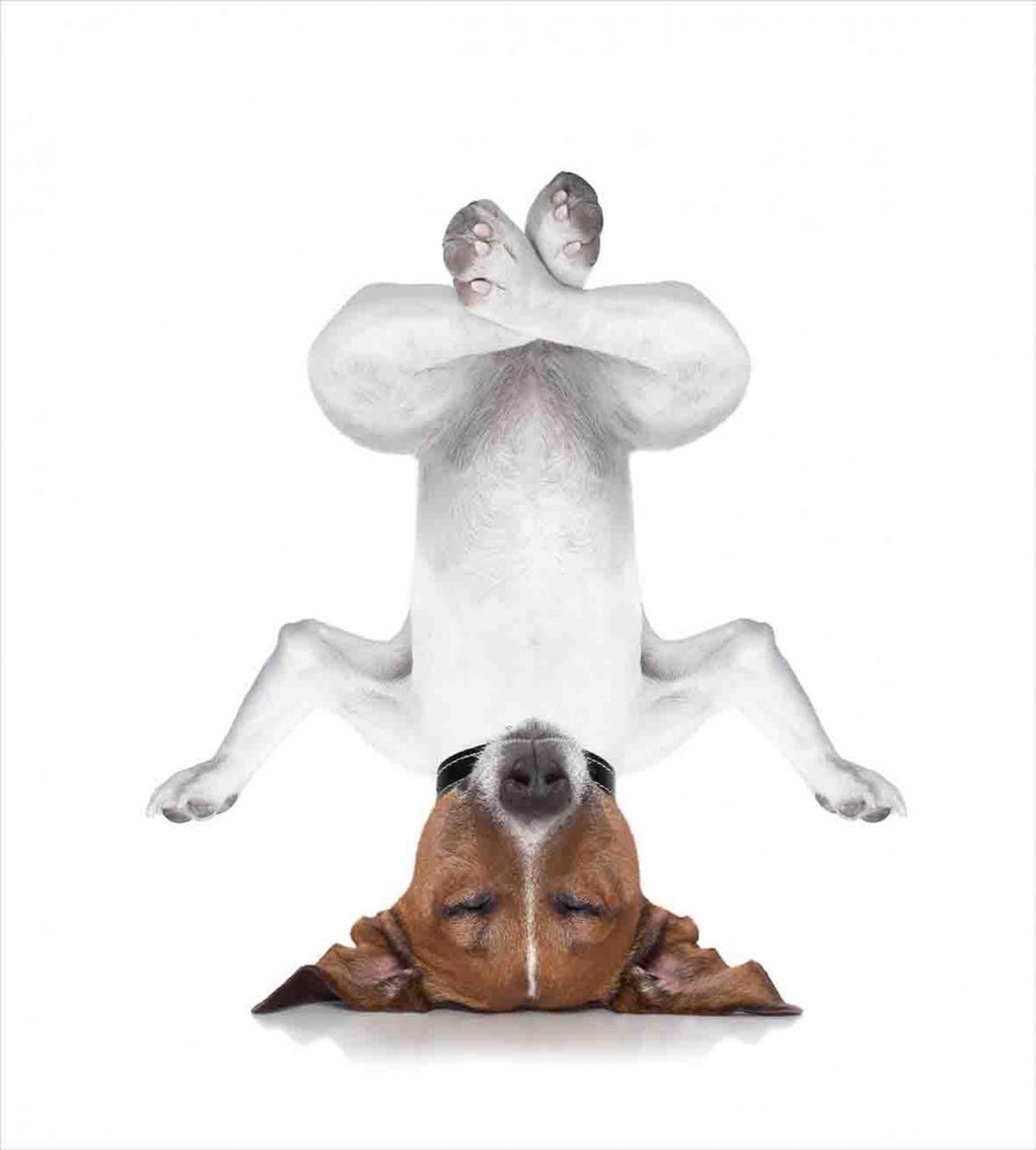 Dog Upside down Relax — Pattern