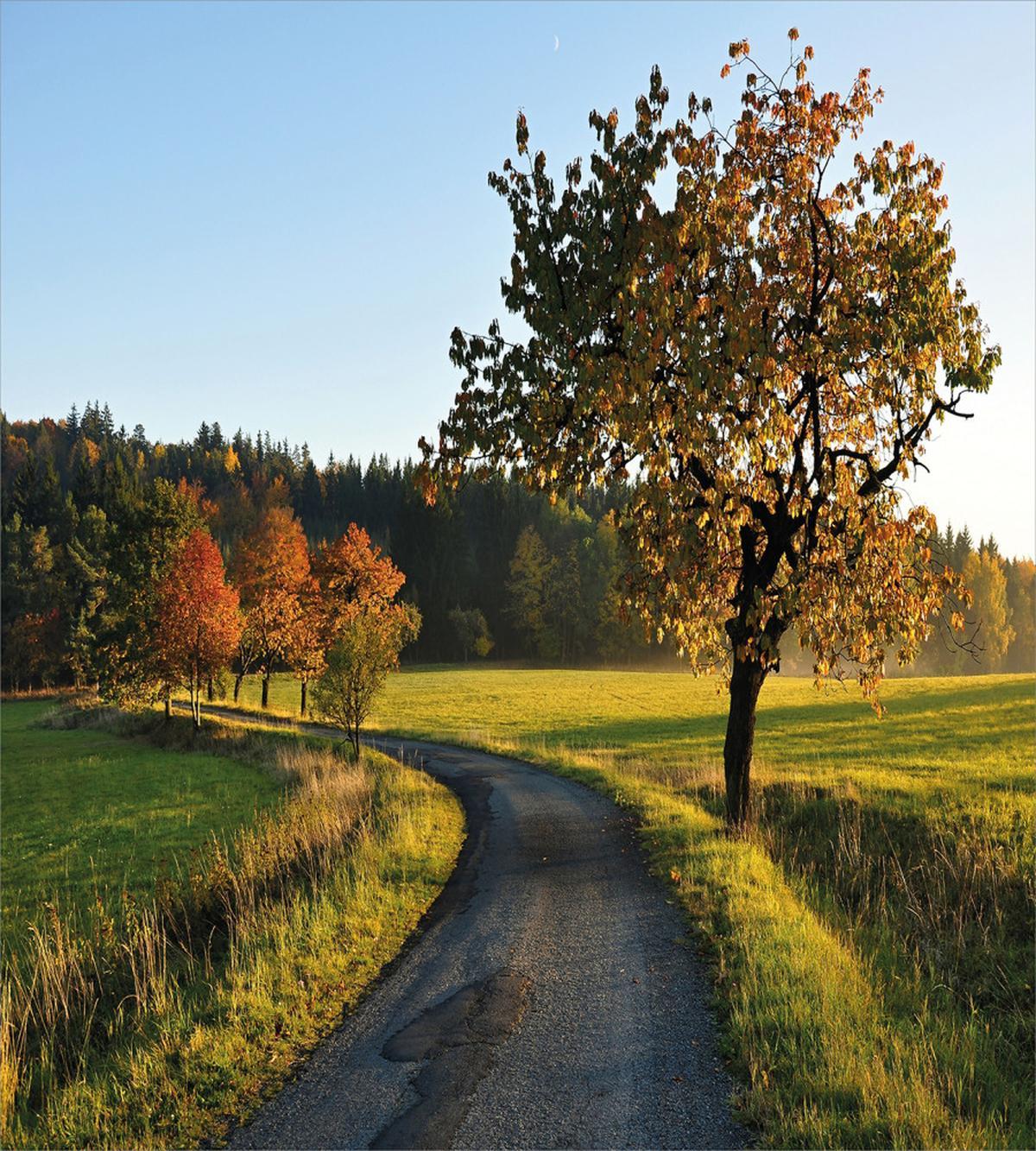 Autumn Road Lone Tree — Pattern
