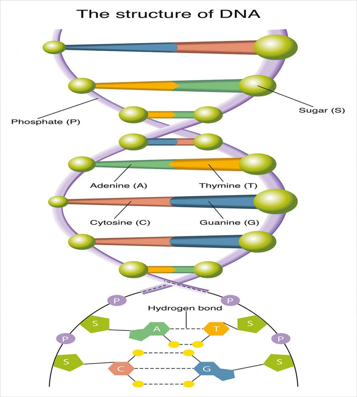 Genetic Code Fun — Pattern
