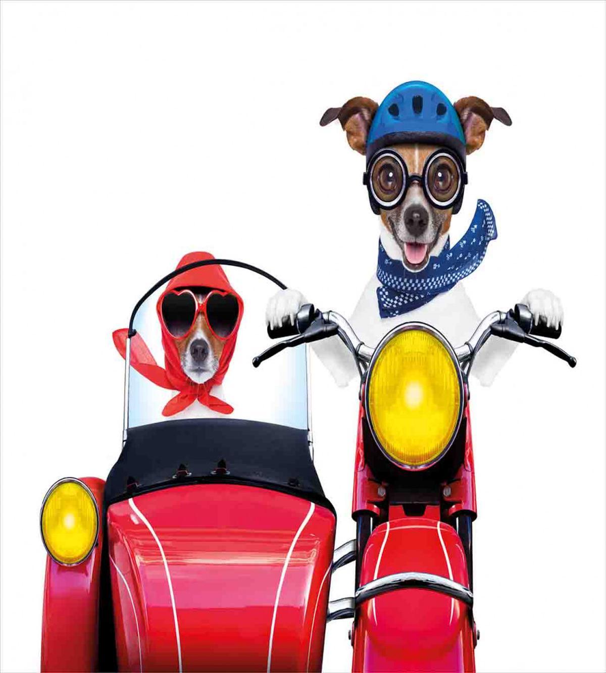 Funny Canine on Bike — Pattern