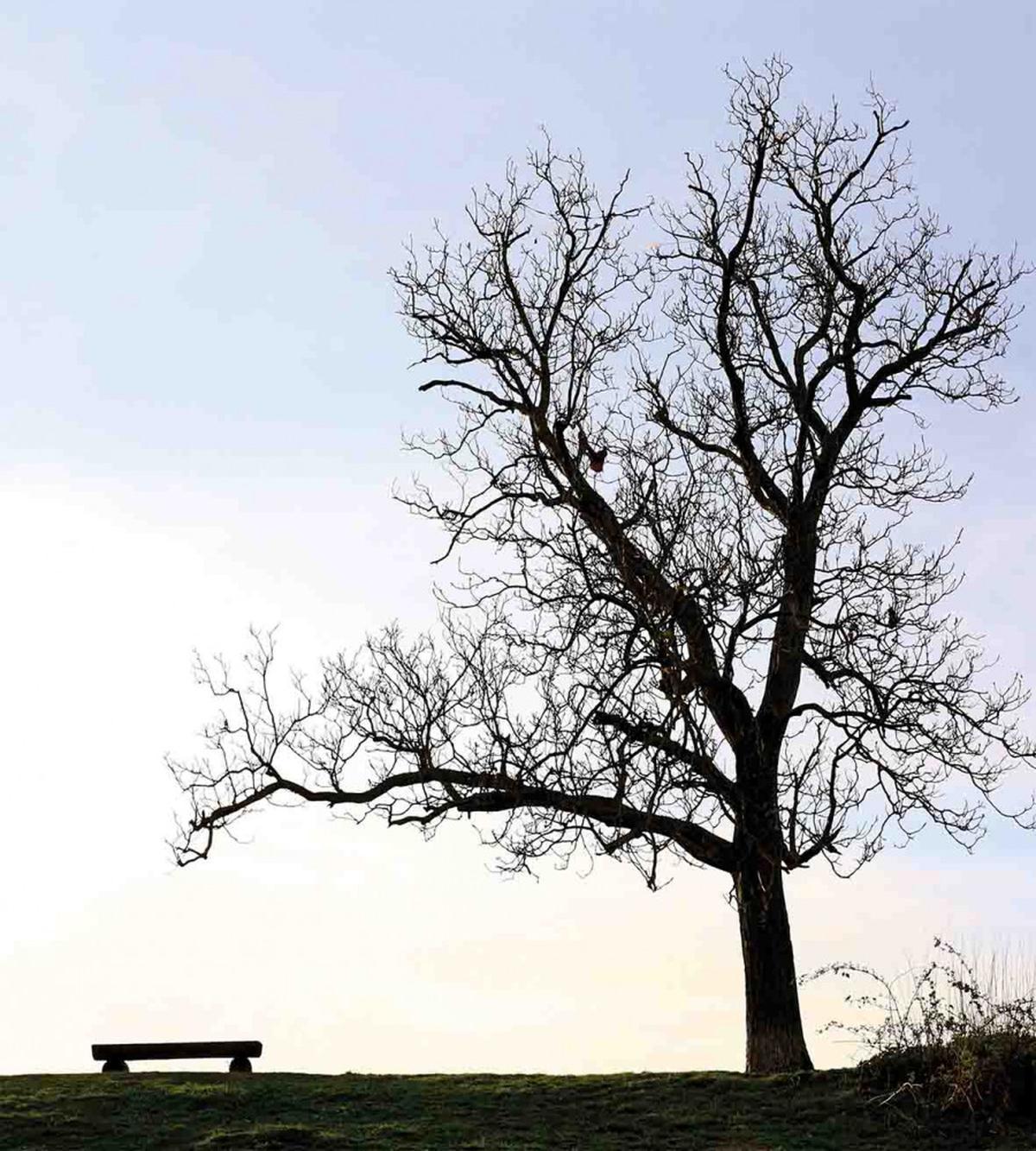 Wooden Bench Evening — Pattern