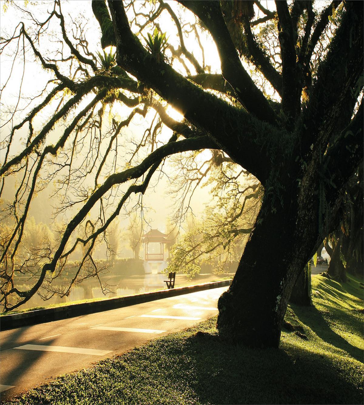 Taiping Lake Gardens Woods — Pattern