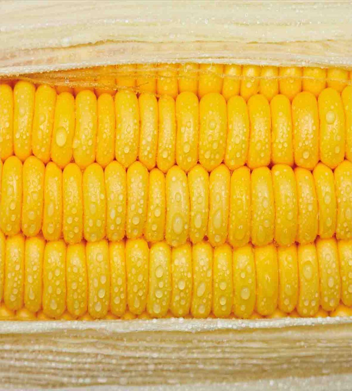Corn Stem with Raindrops — Pattern