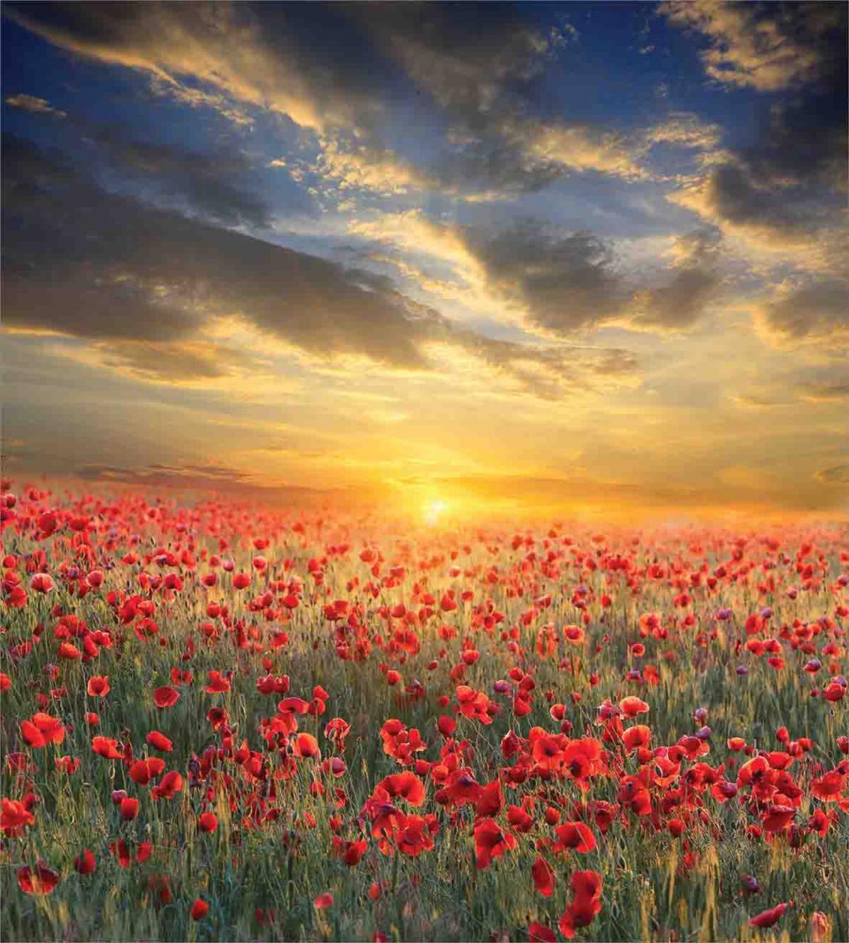 Scenic Field Sunset Sky — Pattern