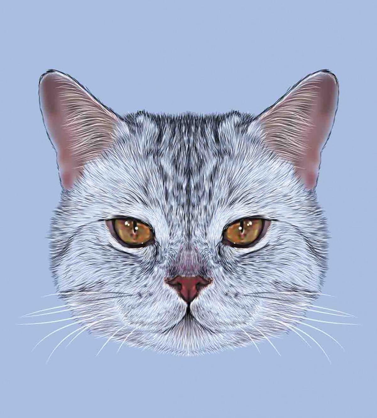 Scottish Hipster Kitty Pet — Pattern