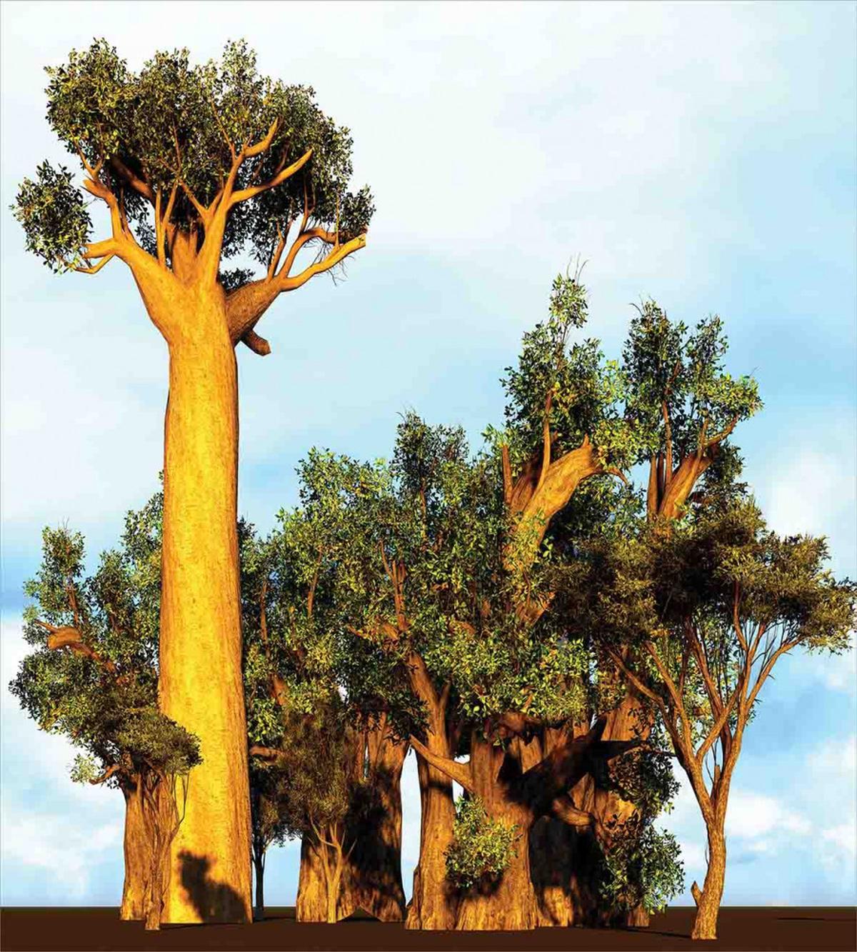 Tropical Baobabs — Pattern