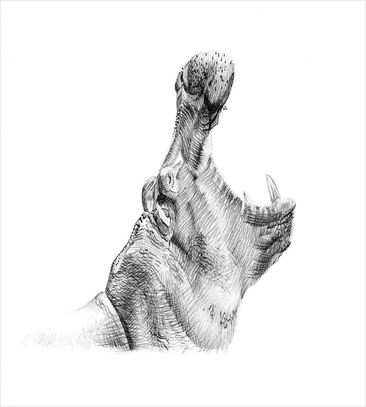 Yawning Hippo Sketch — Pattern