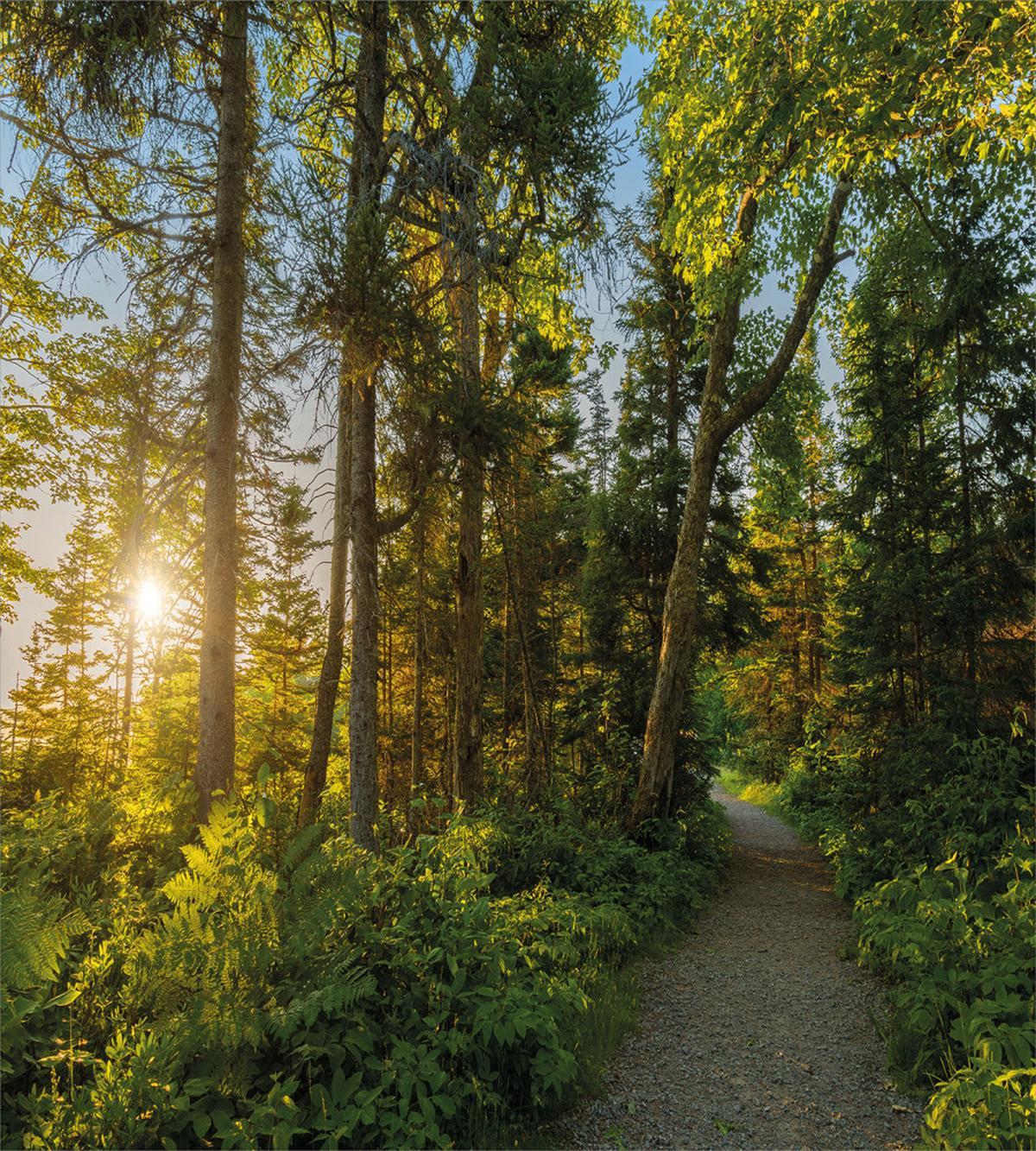National Park Trees Path — Pattern