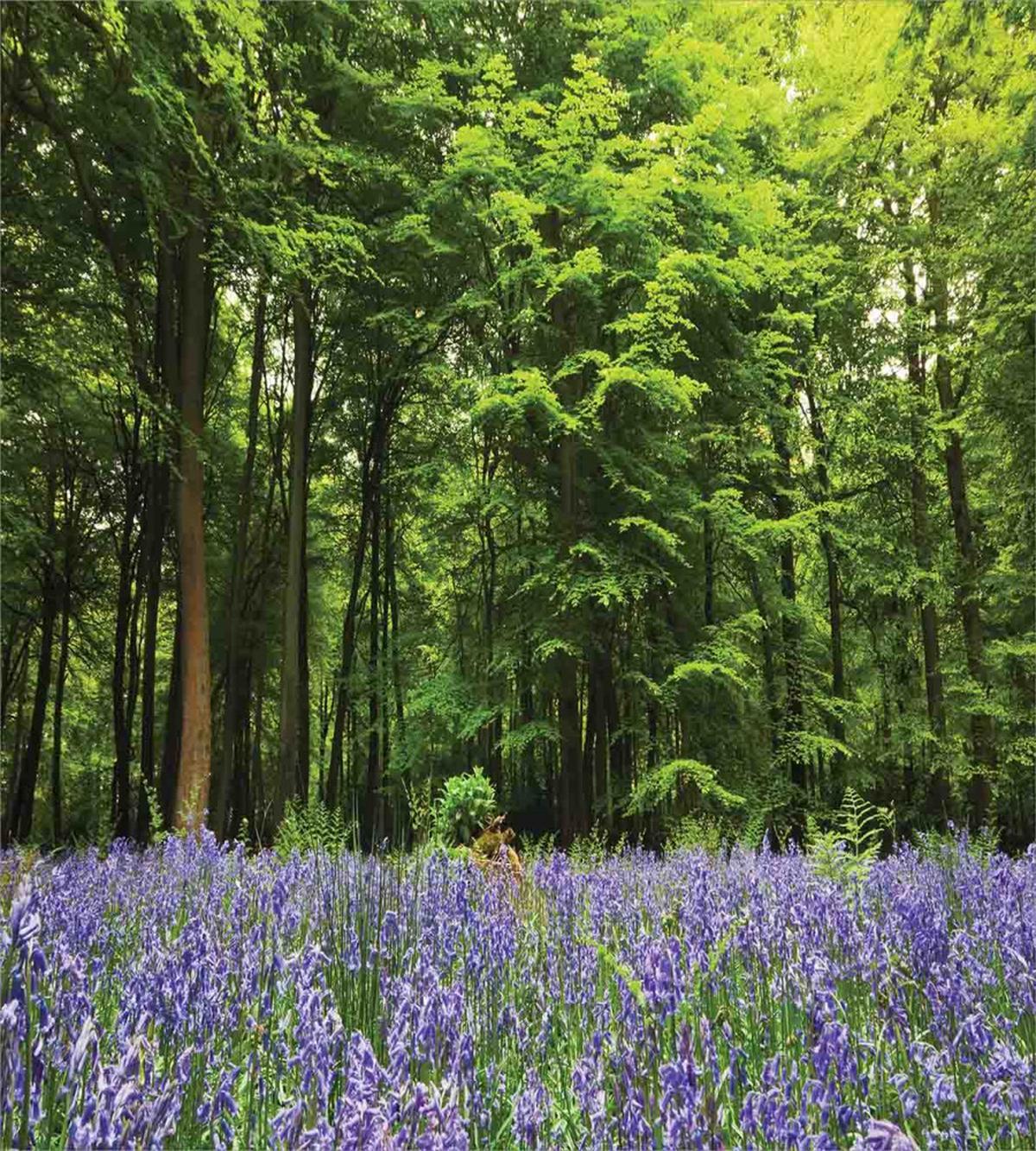Bluebell Flowers Forest — Pattern