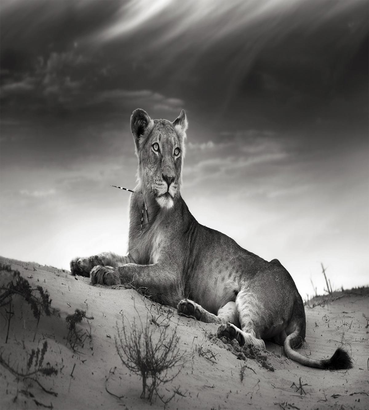 Wild Lioness — Pattern