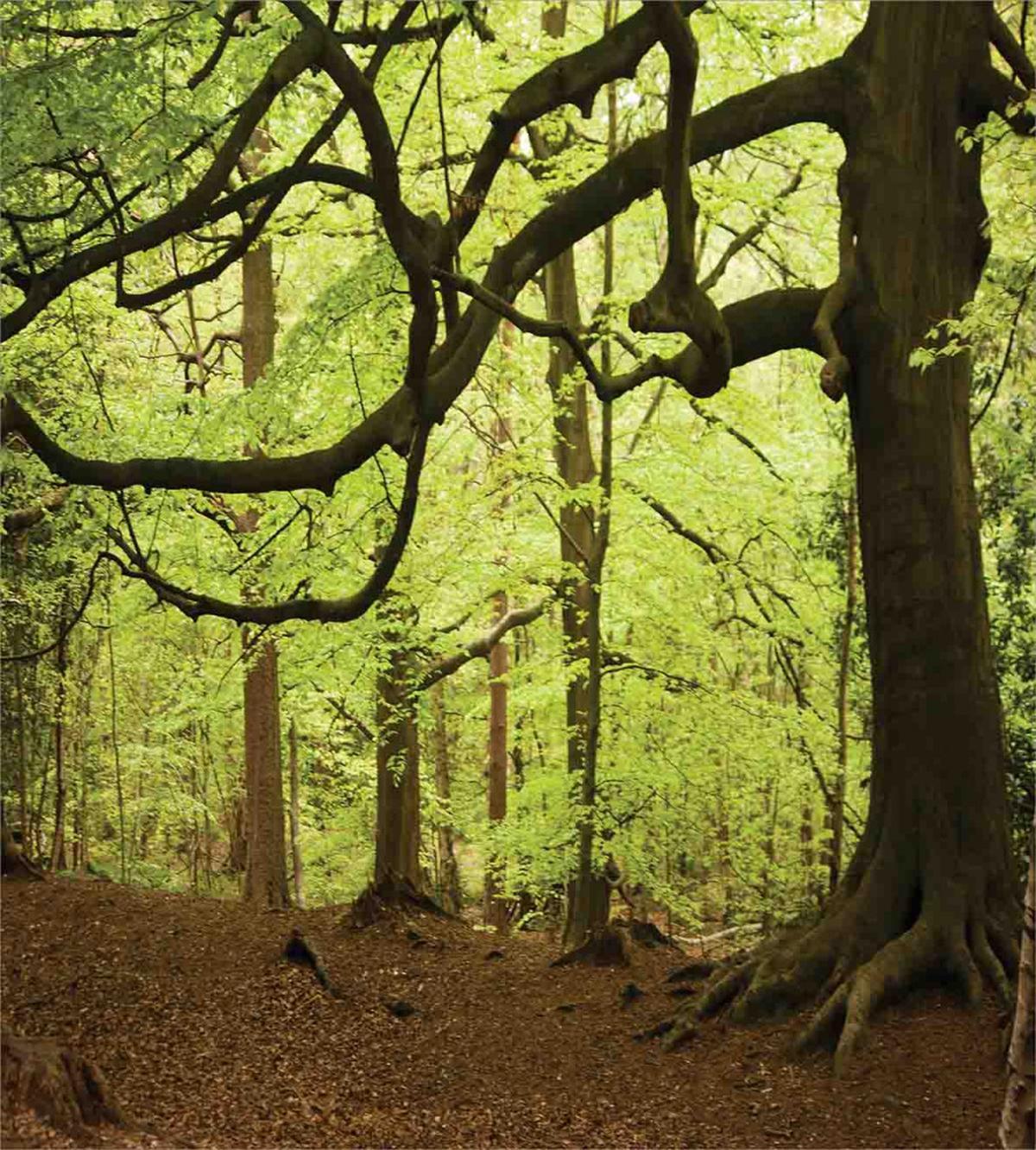Woodland Natural Beauty — Pattern