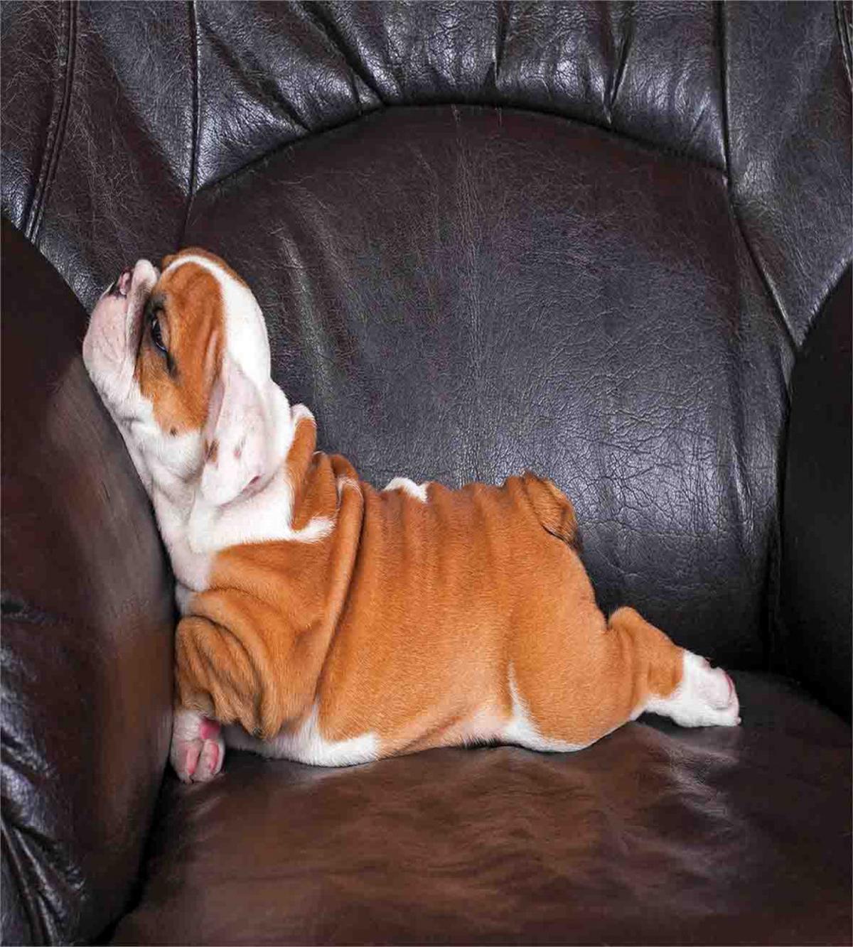 Resting Puppy — Pattern