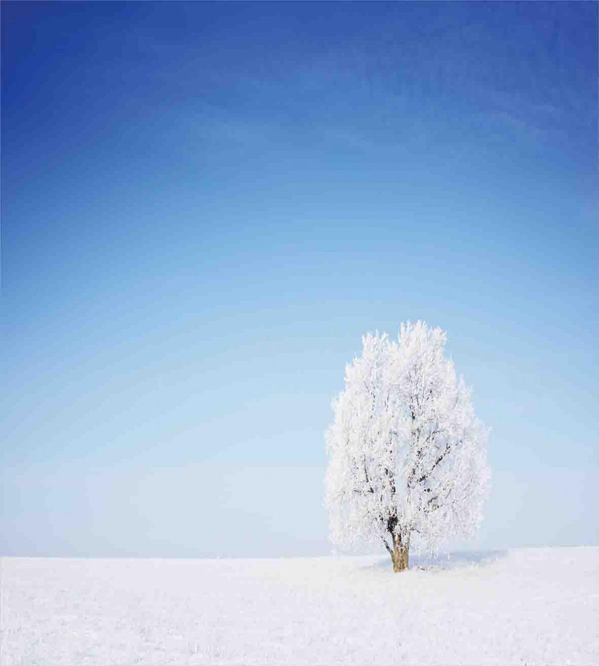 Alone Tree Snowy Field — Pattern