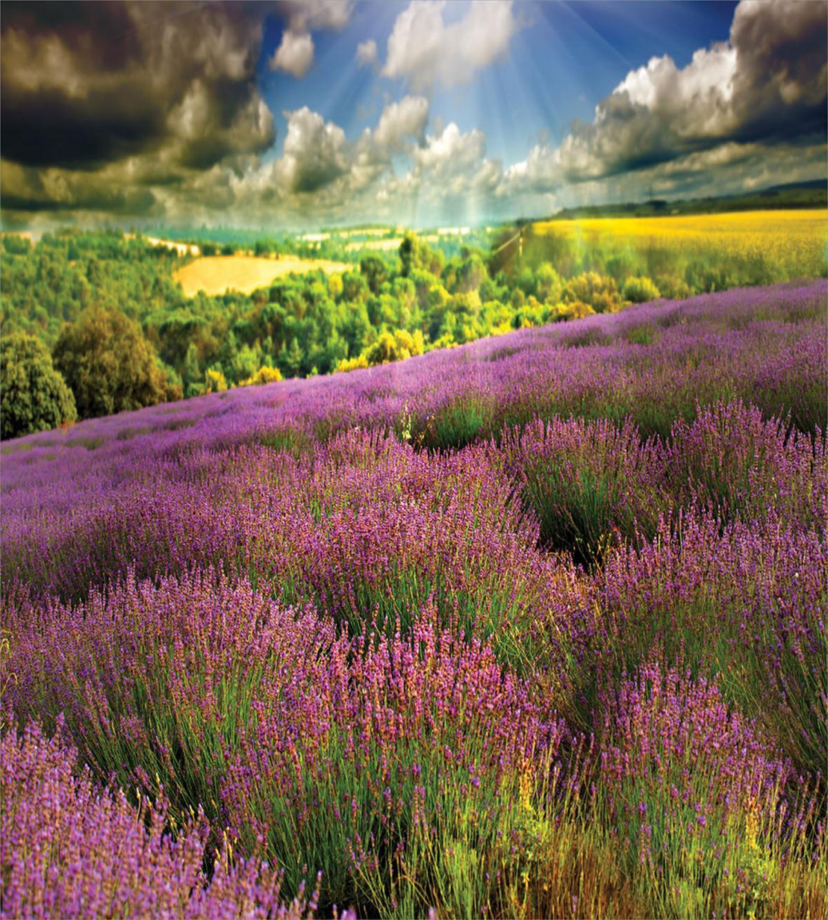 Lavender Field Photo — Pattern