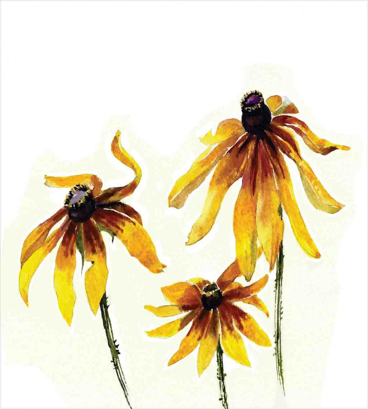 Daisies Garden — Pattern