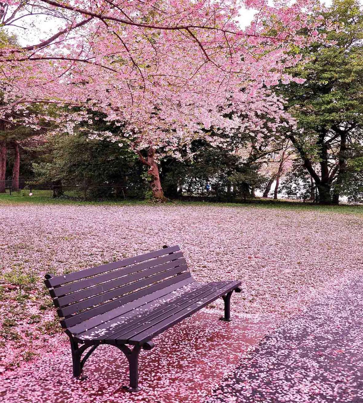 Bench Tree — Pattern
