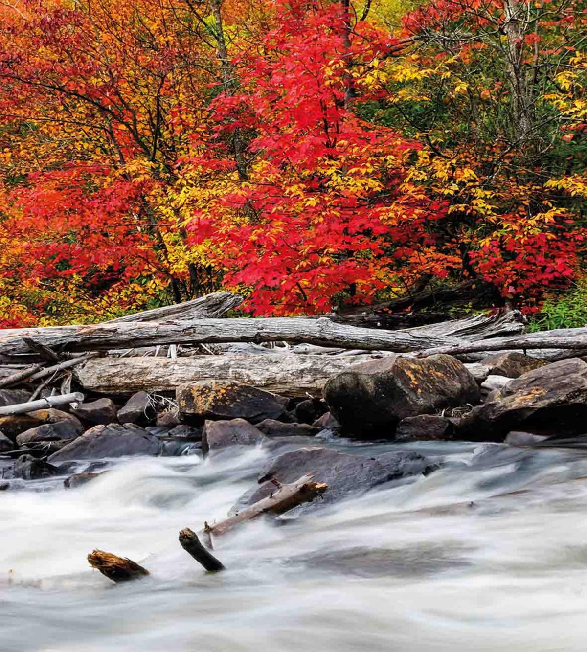 Fall Forest Driftwood — Pattern