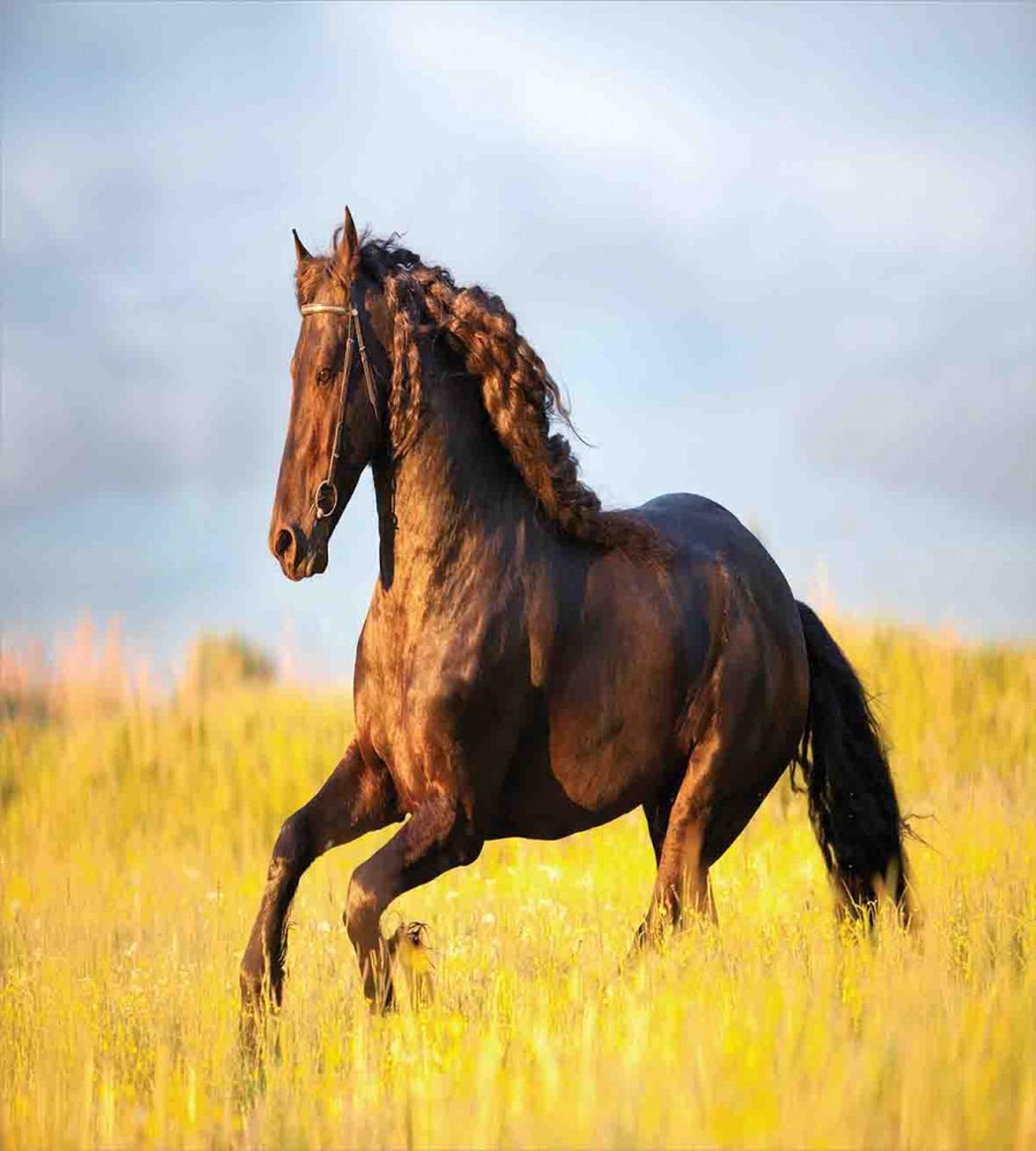Meadow Mystery Horse — Pattern