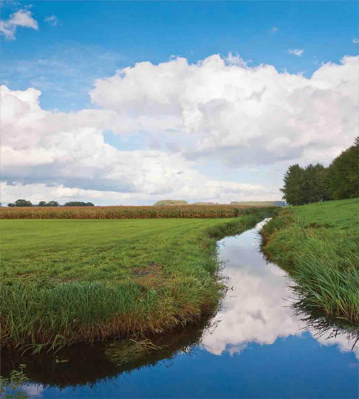 Calm River Meadow Trees — Pattern