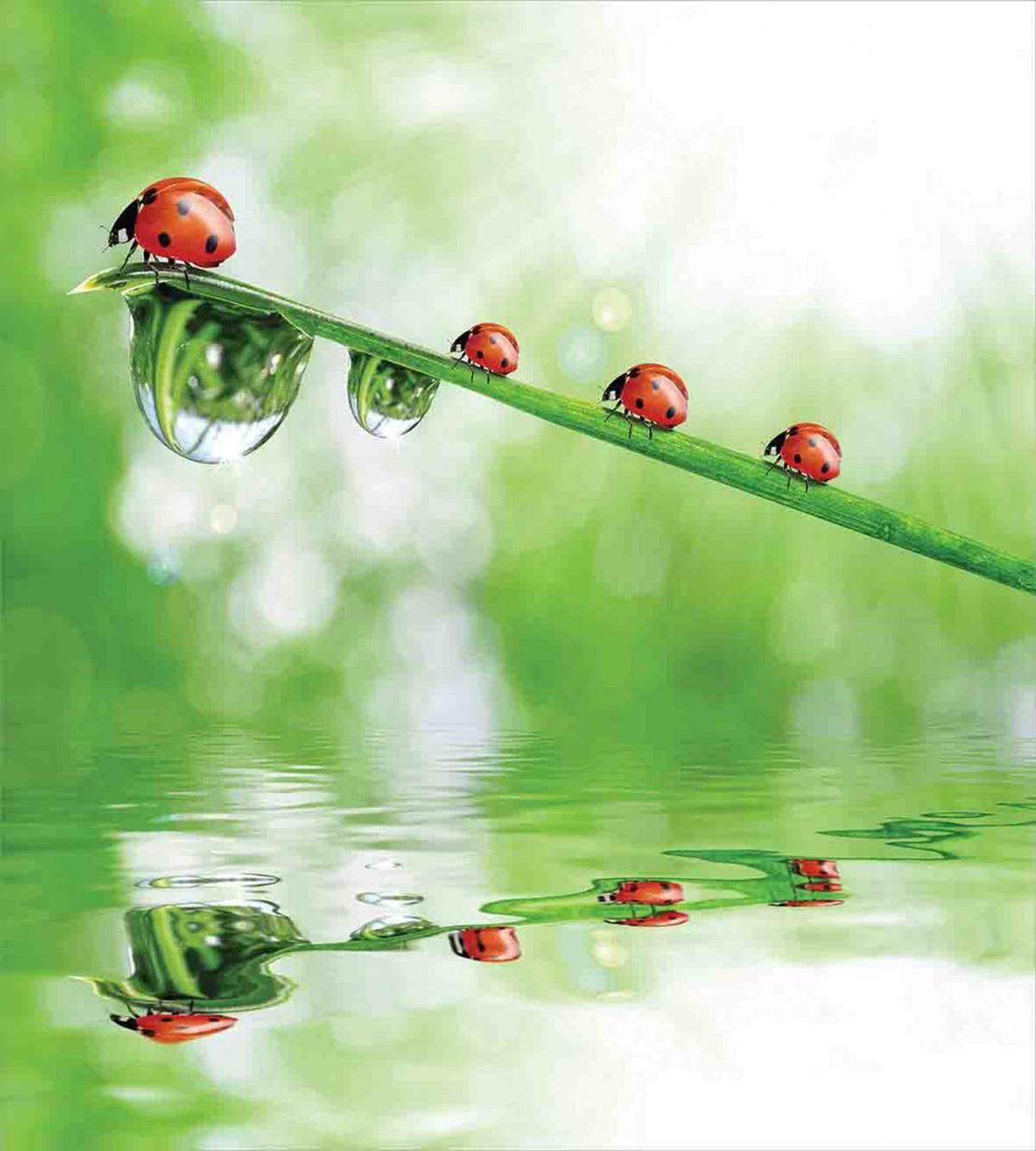 Ladybug on Water Image — Pattern